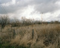 Field of Sad Trees, Spanish Fork, Utah, 2008 thumbnail