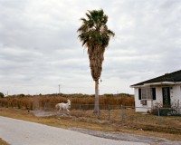 White Horse, Riverview, Florida, 2007 thumbnail
