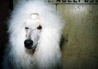 White Poodle, Lee County 4-H Center and Grounds, Amboy, 1998   thumbnail