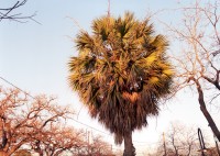 Palm Tree, Austin, Texas, 2007 thumbnail