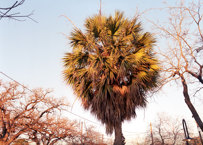 Palm Tree, Austin, Texas, 2007