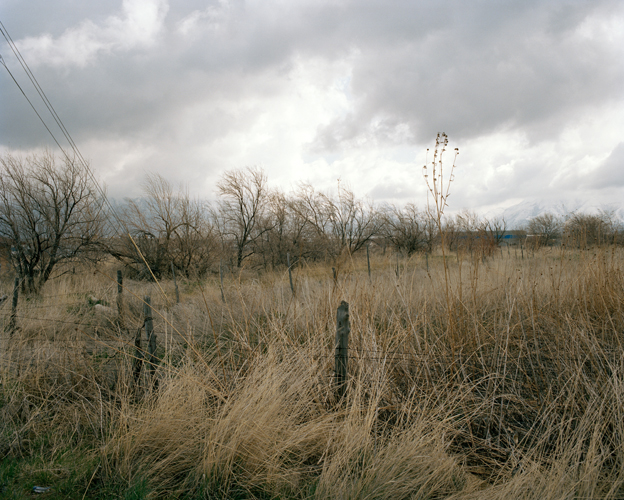 Field of Sad Trees, Spanish Fork, Utah, 2008