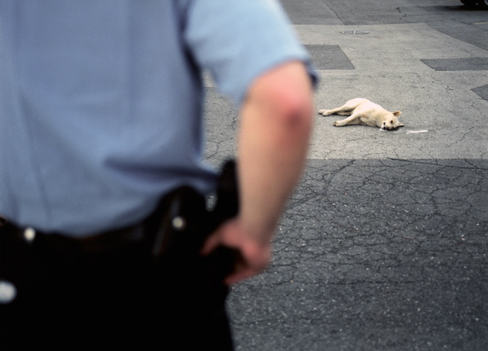 Officer views body of dog in parking lot of Antioch Haven Homes, Chicago, Illinois, 2000
