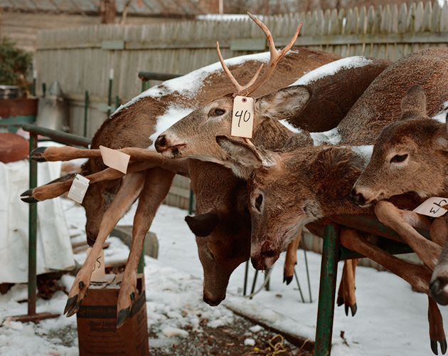 Deer Carcasses, Stockport, New York, 2016