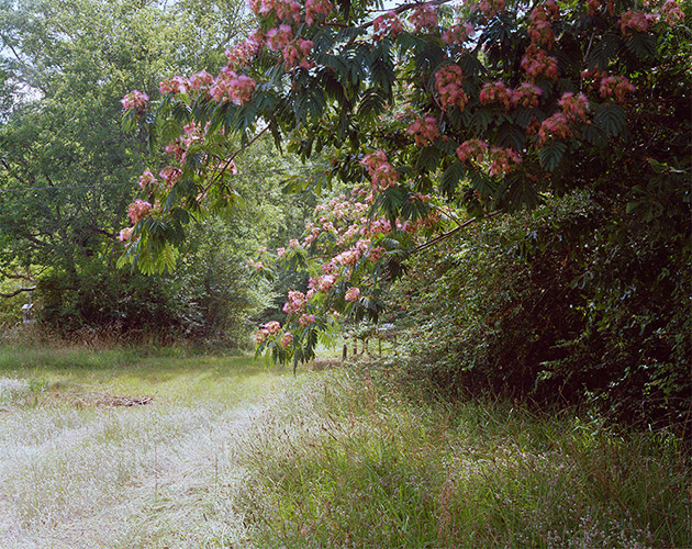 Mimosa Branches, Sparta Highway, Georgia, 2018